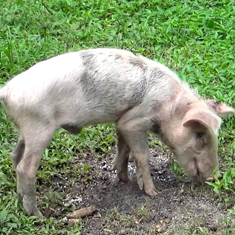 Como se cuidan los animales